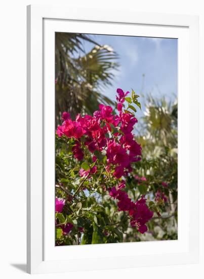 Palm Tree, Grand Cayman, Cayman Islands, British West Indies-Lisa S. Engelbrecht-Framed Photographic Print