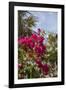 Palm Tree, Grand Cayman, Cayman Islands, British West Indies-Lisa S. Engelbrecht-Framed Photographic Print