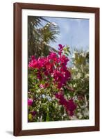 Palm Tree, Grand Cayman, Cayman Islands, British West Indies-Lisa S. Engelbrecht-Framed Photographic Print