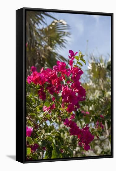 Palm Tree, Grand Cayman, Cayman Islands, British West Indies-Lisa S. Engelbrecht-Framed Stretched Canvas