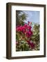 Palm Tree, Grand Cayman, Cayman Islands, British West Indies-Lisa S. Engelbrecht-Framed Photographic Print