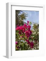 Palm Tree, Grand Cayman, Cayman Islands, British West Indies-Lisa S. Engelbrecht-Framed Photographic Print