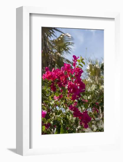 Palm Tree, Grand Cayman, Cayman Islands, British West Indies-Lisa S. Engelbrecht-Framed Photographic Print