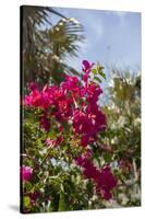 Palm Tree, Grand Cayman, Cayman Islands, British West Indies-Lisa S. Engelbrecht-Stretched Canvas