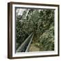 Palm Tree Greenhouse in Kew, England-Leon, Levy et Fils-Framed Photographic Print