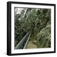 Palm Tree Greenhouse in Kew, England-Leon, Levy et Fils-Framed Photographic Print