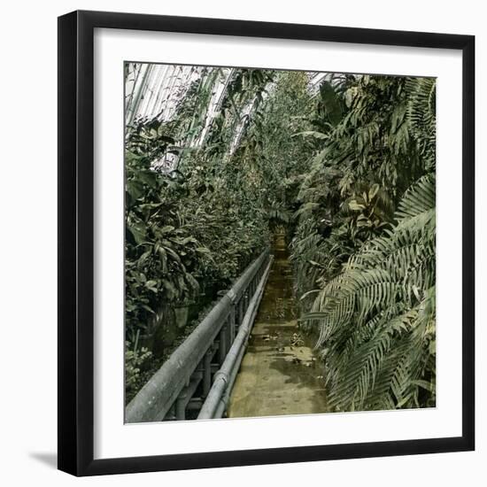 Palm Tree Greenhouse in Kew, England-Leon, Levy et Fils-Framed Photographic Print