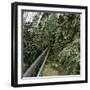 Palm Tree Greenhouse in Kew, England-Leon, Levy et Fils-Framed Photographic Print