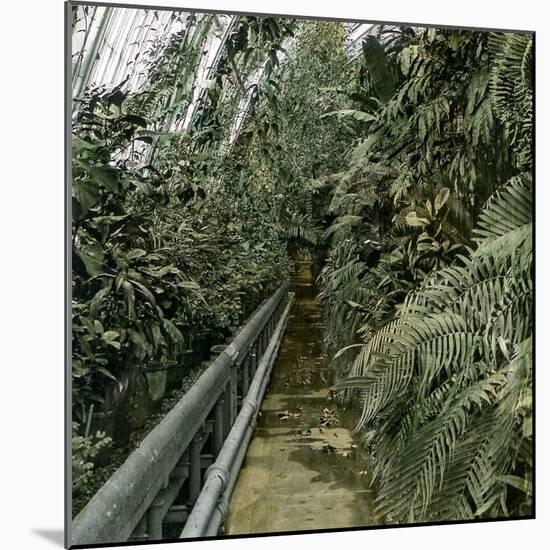 Palm Tree Greenhouse in Kew, England-Leon, Levy et Fils-Mounted Photographic Print