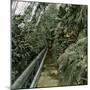 Palm Tree Greenhouse in Kew, England-Leon, Levy et Fils-Mounted Photographic Print