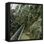 Palm Tree Greenhouse in Kew, England-Leon, Levy et Fils-Framed Stretched Canvas