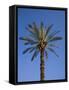 Palm Tree Growing in Karnak Temple, Luxor, Egypt-Julian Love-Framed Stretched Canvas