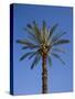 Palm Tree Growing in Karnak Temple, Luxor, Egypt-Julian Love-Stretched Canvas