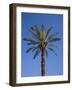 Palm Tree Growing in Karnak Temple, Luxor, Egypt-Julian Love-Framed Photographic Print