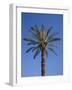 Palm Tree Growing in Karnak Temple, Luxor, Egypt-Julian Love-Framed Photographic Print