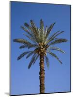 Palm Tree Growing in Karnak Temple, Luxor, Egypt-Julian Love-Mounted Photographic Print