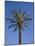 Palm Tree Growing in Karnak Temple, Luxor, Egypt-Julian Love-Mounted Photographic Print