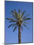 Palm Tree Growing in Karnak Temple, Luxor, Egypt-Julian Love-Mounted Photographic Print