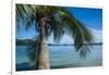 Palm Tree Hanging over the Clear Waters around Nanuya Lailai Island, Blue Lagoon, Yasawa, Fiji-Michael Runkel-Framed Premium Photographic Print