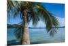 Palm Tree Hanging over the Clear Waters around Nanuya Lailai Island, Blue Lagoon, Yasawa, Fiji-Michael Runkel-Mounted Premium Photographic Print