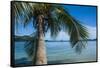 Palm Tree Hanging over the Clear Waters around Nanuya Lailai Island, Blue Lagoon, Yasawa, Fiji-Michael Runkel-Framed Stretched Canvas