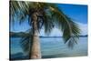 Palm Tree Hanging over the Clear Waters around Nanuya Lailai Island, Blue Lagoon, Yasawa, Fiji-Michael Runkel-Stretched Canvas