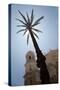 Palm Tree in Cadiz-Felipe Rodriguez-Stretched Canvas