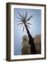 Palm Tree in Cadiz-Felipe Rodriguez-Framed Photographic Print