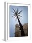 Palm Tree in Cadiz-Felipe Rodriguez-Framed Photographic Print