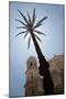 Palm Tree in Cadiz-Felipe Rodriguez-Mounted Photographic Print