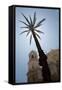 Palm Tree in Cadiz-Felipe Rodriguez-Framed Stretched Canvas