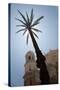 Palm Tree in Cadiz-Felipe Rodriguez-Stretched Canvas