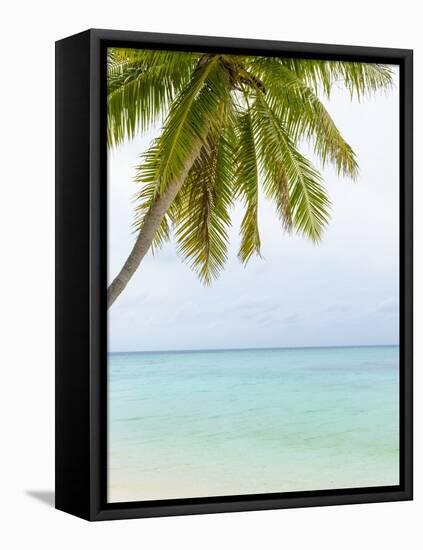 Palm Tree in the Maldives-John Harper-Framed Stretched Canvas