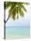 Palm Tree in the Maldives-John Harper-Stretched Canvas