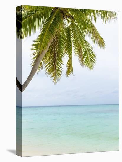 Palm Tree in the Maldives-John Harper-Stretched Canvas