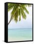 Palm Tree in the Maldives-John Harper-Framed Stretched Canvas