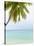 Palm Tree in the Maldives-John Harper-Stretched Canvas