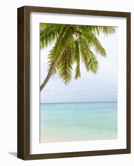 Palm Tree in the Maldives-John Harper-Framed Photographic Print