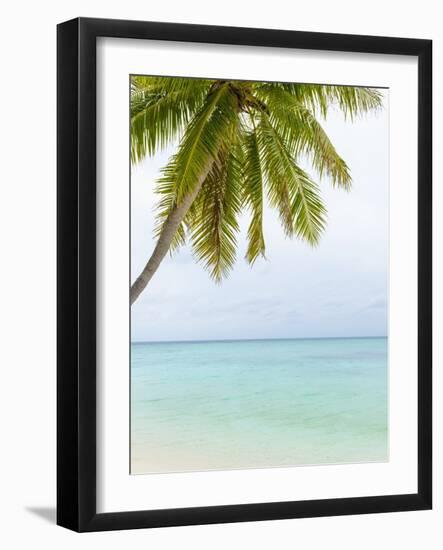 Palm Tree in the Maldives-John Harper-Framed Photographic Print