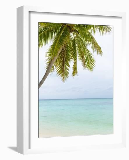 Palm Tree in the Maldives-John Harper-Framed Photographic Print