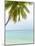 Palm Tree in the Maldives-John Harper-Mounted Photographic Print