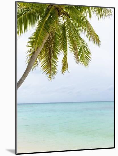 Palm Tree in the Maldives-John Harper-Mounted Photographic Print