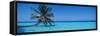 Palm Tree in the Sea, Maldives-null-Framed Stretched Canvas