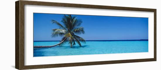 Palm Tree in the Sea, Maldives-null-Framed Photographic Print