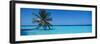 Palm Tree in the Sea, Maldives-null-Framed Photographic Print