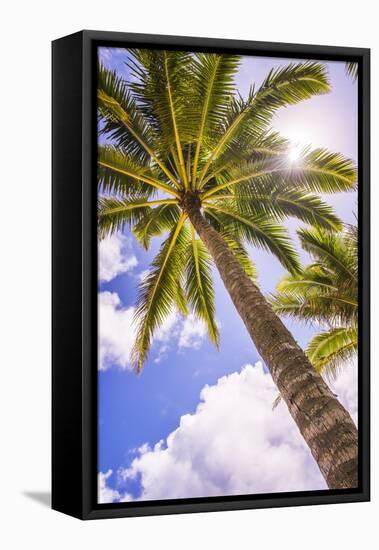 Palm Tree in Titikaveka, Rarotonga, Cook Islands, South Pacific Ocean, Pacific-Matthew Williams-Ellis-Framed Stretched Canvas