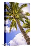 Palm Tree in Titikaveka, Rarotonga, Cook Islands, South Pacific Ocean, Pacific-Matthew Williams-Ellis-Stretched Canvas