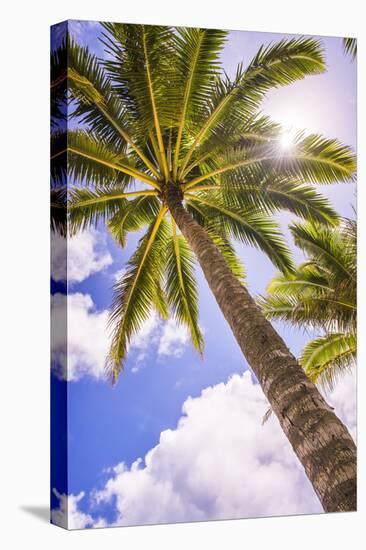 Palm Tree in Titikaveka, Rarotonga, Cook Islands, South Pacific Ocean, Pacific-Matthew Williams-Ellis-Stretched Canvas