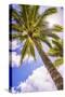 Palm Tree in Titikaveka, Rarotonga, Cook Islands, South Pacific Ocean, Pacific-Matthew Williams-Ellis-Stretched Canvas