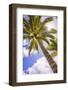 Palm Tree in Titikaveka, Rarotonga, Cook Islands, South Pacific Ocean, Pacific-Matthew Williams-Ellis-Framed Photographic Print